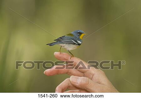 Stock Image - Side profile of a Northern parula (Parula americana) perching on a person's finger. Fotosearch