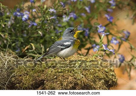 Side profile of a Northern parula (Parula americana) View Large Photo Image Stock Image - Side profile of a Northern parula (Parula americana). Fotosearch