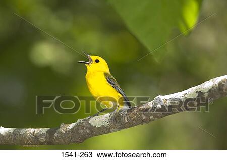 Side profile of a Prothonotary warbler (Protonotaria citrea) perching on a branch of tree View Large Photo Image Stock Image - Side profile of a Prothonotary warbler (Protonotaria citrea) perching on a branch of tree. Fotosearch