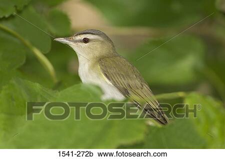 Side profile of a Red-Eyed vireo (Vireo olivaceus) View Large Photo Image Stock Image - Side profile of a Red-Eyed vireo (Vireo olivaceus). Fotosearch