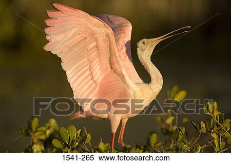 Stock Photography - Side profile of a Roseate spoonbill (Platalea ajaja) perching on a plant. Fotosearch