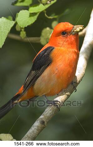 Side profile of a Scarlet tanager (Piranga olivacea) perching on a branch of tree View Large Photo Image Stock Photograph - Side profile of a Scarlet tanager (Piranga olivacea) perching on a branch of tree. Fotosearch