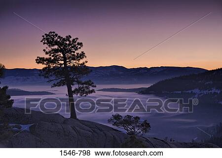 Silhouette of a tree at sunset, Donner Lake, California, USA View Large Photo Image Stock Photo - Silhouette of a tree at sunset, Donner Lake, California, USA. Fotosearch