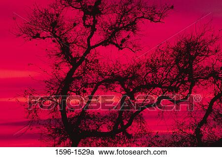 Stock Image - Silhouette of a tree, Emerson Point Park, Florida, USA. Fotosearch