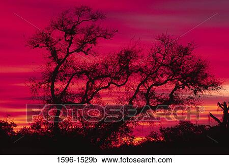 Silhouette of a tree, Emerson Point Park, Florida, USA View Large Photo Image Stock Image - Silhouette of a tree, Emerson Point Park, Florida, USA. Fotosearch