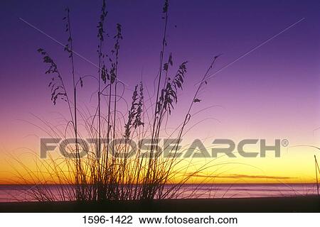 Silhouette of oats at sunset, Bowman's Beach, Florida, USA View Large Photo Image Stock Image - Silhouette of oats at sunset, Bowman's Beach, Florida, USA. Fotosearch
