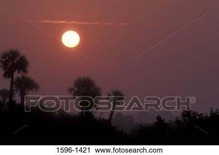 Stock Image - Silhouette of palm trees at sunrise, Black Point Wildlife Drive, Merritt Island National Wildlife Refuge, Florida, USA. Fotosearch