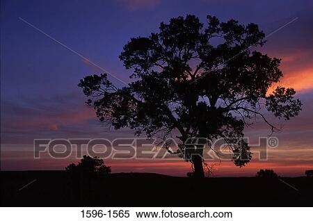 Stock Photography - Silhouette of trees in a field at dawn, Turtle Creek State Park, Kansas, USA. Fotosearch