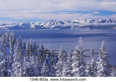 Snow covered trees at the lakeside, Lake Tahoe, California, USA View Large Photo Image Stock Image - Snow covered trees at the lakeside, Lake Tahoe, California, USA. Fotosearch