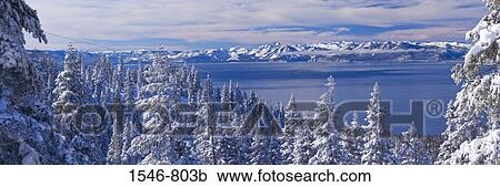 Snow covered trees at the lakeside, Lake Tahoe, California, USA View Large Photo Image Stock Image - Snow covered trees at the lakeside, Lake Tahoe, California, USA. Fotosearch