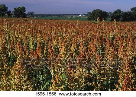Sorghum crop in field, Marshall County, Kansas, USA View Large Photo Image Stock Photograph - Sorghum crop in field, Marshall County, Kansas, USA. Fotosearch