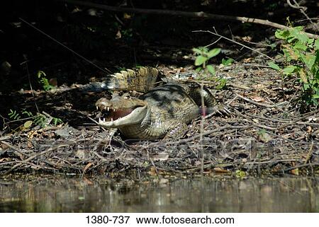 Stock Photo - Spectacled caiman (Caiman crocodilus) in a forest, Hato Pinero, Llanos, Venezuela. Fotosearch