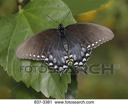 Spicebush Swallowtail butterfly (Papilio troilus) on a leaf View Large Photo Image Stock Image - Spicebush Swallowtail butterfly (Papilio troilus) on a leaf. Fotosearch