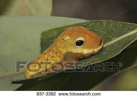 Spicebush Swallowtail butterfly (Papilio troilus) caterpillar on a leaf View Large Photo Image Stock Image - Spicebush Swallowtail butterfly (Papilio troilus) caterpillar on a leaf. Fotosearch