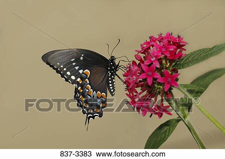 Stock Image - Spicebush Swallowtail butterfly (Papilio troilus) pollinating flowers. Fotosearch