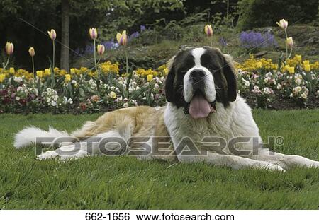 Stock Photograph - St. Bernard dog resting on grass. Fotosearch