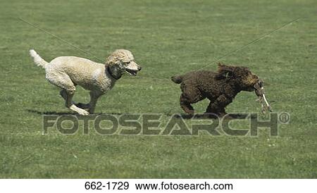 Stock Photo - Standard poodle chasing another poodle in a field. Fotosearch