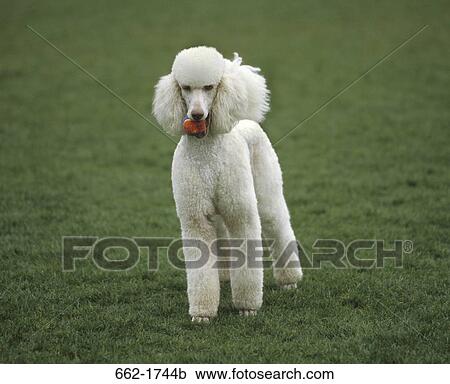Standard poodle holding a ball in its mouth View Large Photo Image Stock Image - Standard poodle holding a ball in its mouth. Fotosearch