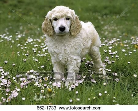 Standard poodle puppy standing in a park View Large Photo Image Stock Image - Standard poodle puppy standing in a park. Fotosearch