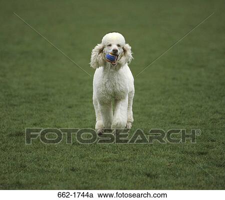 Standard poodle running in a field with a ball in its mouth View Large Photo Image Stock Image - Standard poodle running in a field with a ball in its mouth. Fotosearch