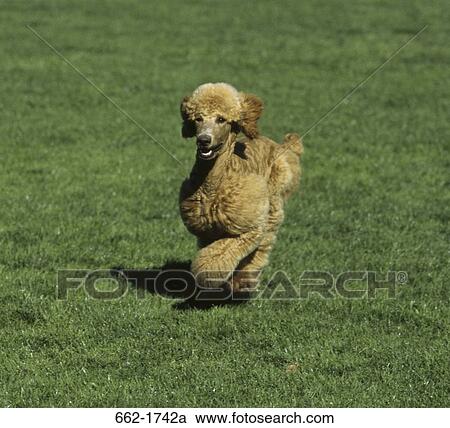 Standard poodle running in a park View Large Photo Image Stock Image - Standard poodle running in a park. Fotosearch
