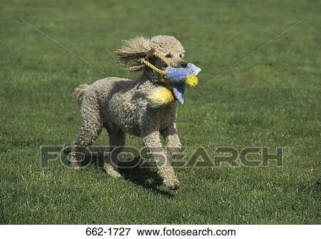 Standard poodle running with a training dummy in its mouth View Large Photo Image Stock Photo - Standard poodle running with a training dummy in its mouth. Fotosearch