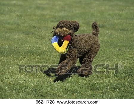 Standard poodle running with a training dummy in its mouth View Large Photo Image Stock Photo - Standard poodle running with a training dummy in its mouth. Fotosearch