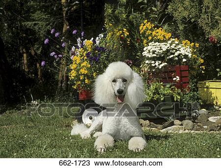 Standard poodle sitting in a garden View Large Photo Image Stock Image - Standard poodle sitting in a garden. Fotosearch