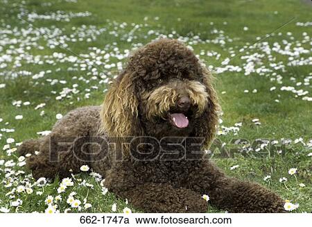 Stock Image - Standard poodle sitting in a park. Fotosearch