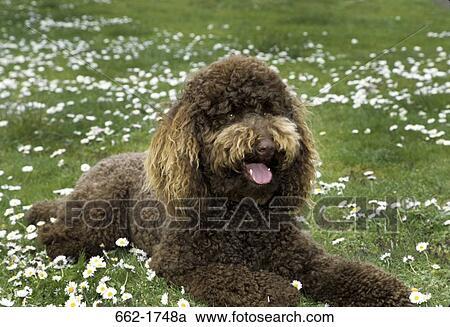 Standard poodle sitting in a park View Large Photo Image Stock Image - Standard poodle sitting in a park. Fotosearch