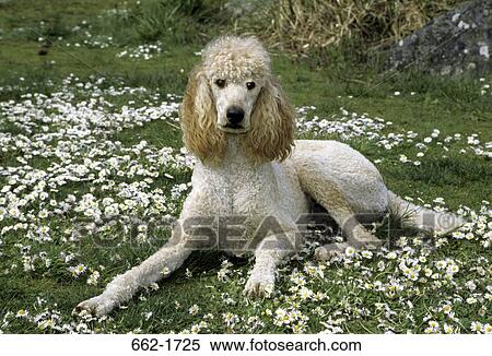 Standard poodle sitting in a park View Large Photo Image Stock Photography - Standard poodle sitting in a park. Fotosearch