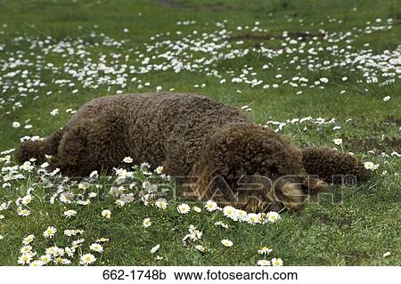 Standard poodle sleeping in a park View Large Photo Image Stock Image - Standard poodle sleeping in a park. Fotosearch