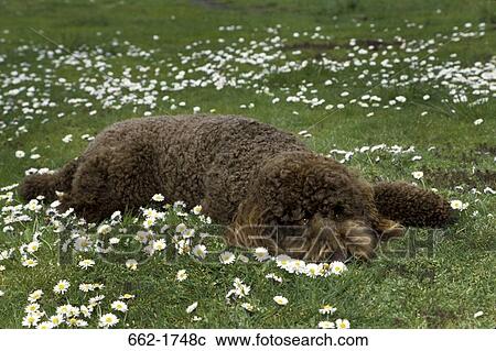 Standard poodle sleeping in a park View Large Photo Image Stock Image - Standard poodle sleeping in a park. Fotosearch