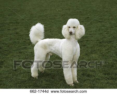 Standard poodle standing in a park View Large Photo Image Stock Image - Standard poodle standing in a park. Fotosearch