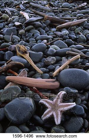 Starfish on pebbles on the beach, Rialto Beach, Olympic National Park, Washington State, USA View Large Photo Image Stock Photograph - Starfish on pebbles on the beach, Rialto Beach, Olympic National Park, Washington State, USA. Fotosearch