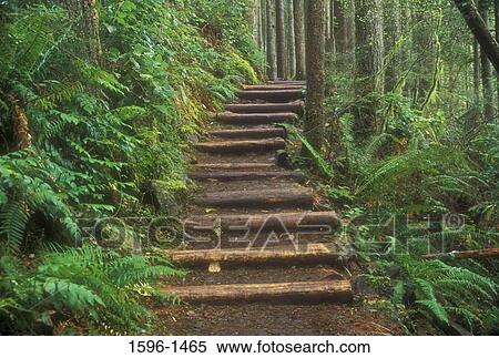 Stepped walkway in a forest, Wallace Falls State Park, Washington State, USA View Large Photo Image Stock Photography - Stepped walkway in a forest, Wallace Falls State Park, Washington State, USA. Fotosearch