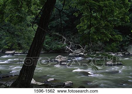 Stream flowing through a forest, Brandywine River Museum, Hagley Museum and Library, Wilmington, Delaware, USA View Large Photo Image Stock Image - Stream flowing through a forest, Brandywine River Museum, Hagley Museum and Library, Wilmington, Delaware, USA. Fotosearch