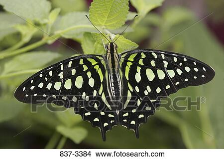 Picture - Tailed Jay butterfly (Graphium agamemnon) on a leaf. Fotosearch