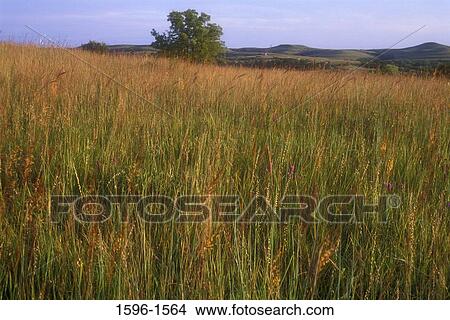 Picture - Tall grass in a field, Konza Prairie, Kansas, USA. Fotosearch