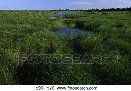 Stock Image - Tall grass in a marsh, Bayou Sauvage National Wildlife Refuge, Louisiana, USA. Fotosearch