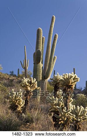 Stock Image - Teddy Bear Cholla and Saguaro cactus on a hillside, Saguaro National Monument, Tucson, Arizona, USA. Fotosearch