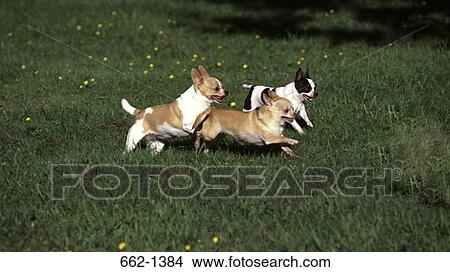 Three Chihuahuas running in a lawn View Large Photo Image Picture - Three Chihuahuas running in a lawn. Fotosearch