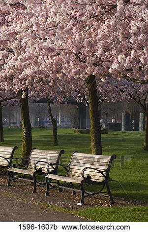 Three empty benches under cherry trees in in park, Tom McCall Waterfront Park, Portland, Oregon, USA View Large Photo Image Stock Image - Three empty benches under cherry trees in in park, Tom McCall Waterfront Park, Portland, Oregon, USA. Fotosearch