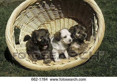 Three Havanese puppies in a wicker basket View Large Photo Image Picture - Three Havanese puppies in a wicker basket. Fotosearch