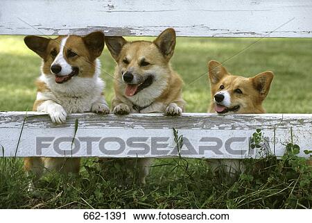 Three Pembroke Welsh Corgis leaning against a fence View Large Photo Image Stock Image - Three Pembroke Welsh Corgis leaning against a fence. Fotosearch
