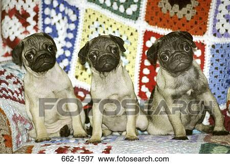 Three pugs sitting on a couch View Large Photo Image Stock Photo - Three pugs sitting on a couch. Fotosearch