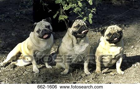 Three pugs sitting side by side View Large Photo Image Stock Photograph - Three pugs sitting side by side. Fotosearch