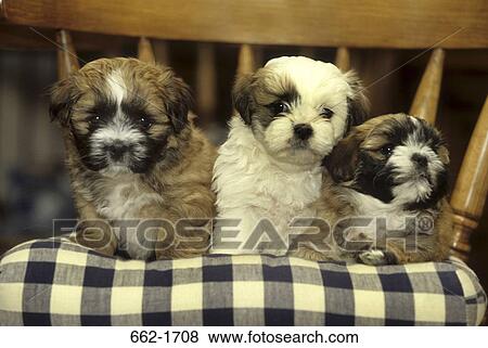 Three Shih Tzu puppies sitting on a couch View Large Photo Image Stock Photo - Three Shih Tzu puppies sitting on a couch. Fotosearch