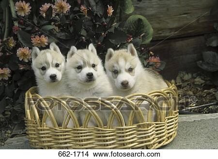 Picture - Three Siberian Husky puppies in a basket. Fotosearch