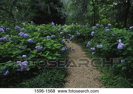 Stock Photo - Trail in a botanical garden, Rosedown Plantation State Historic Site, Louisiana, USA. Fotosearch